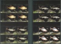 (2016) MiNr. 4861 - 4864 ** - 4 x 2 + 2,5 + 3,7 + 6 Zl - Polska - 4-bl - zagrożony gatunek ryb