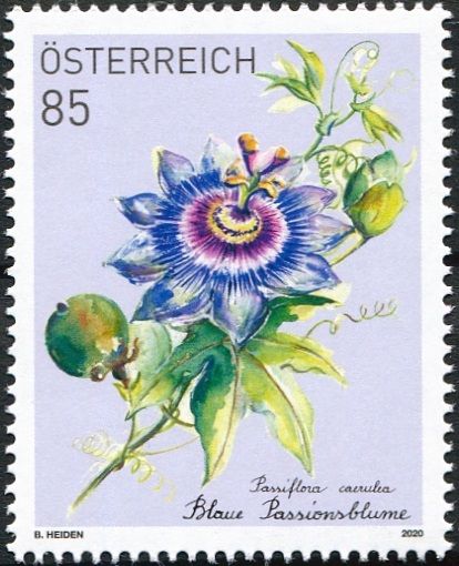 (2020) MiNr. 3510 ** - Austria - Znaczek subskrypcji: Passiflora caerulea (męczennica cielista)